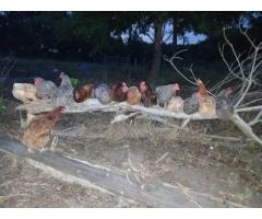 Laying hens - 2