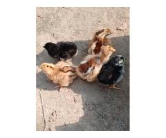 Barnyard mix chicks