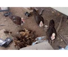 Muscovies ducklings