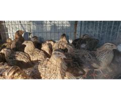 Cotournix quails