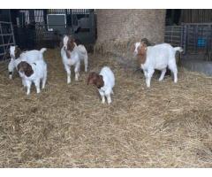 Top-Quality Boer Goat Kids for Sale
