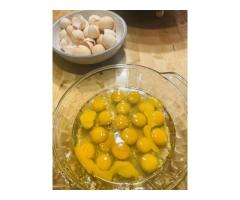 U.P.Jackie’s Chicks and Eggs Farm Munising, Mi - 2