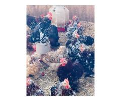 U.P.Jackie’s Chicks and Eggs Farm Munising, Mi - 4