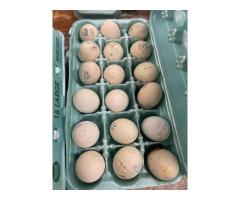 Silkies Eggs - can ship - 2
