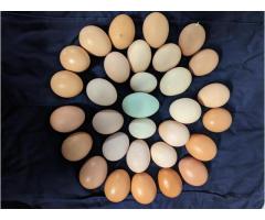 Farm Fresh - Rainbow Eggs - 2