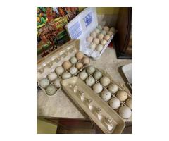 Fertilized Duck and Chicken Eggs - 2