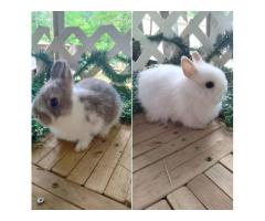 2 Netherland dwarf Doe over 8 weeks old