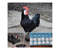 White Face Spanish Fertile Eggs