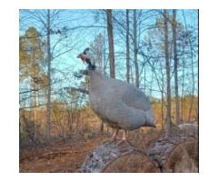 Guinea orbs Eggs - 2