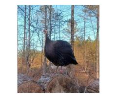 Guinea orbs Eggs - 3