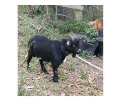 Nigerian dwarf/ pygmy goat