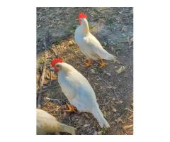 Leghorn pullets
