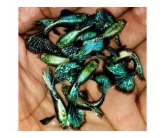 BLUE GREEN DRAGON BIG EAR Guppies - 2